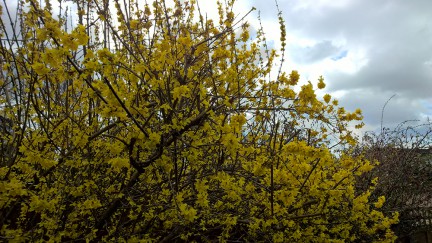 blossom-930-hdr