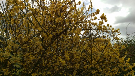 blossom-m9-hdr