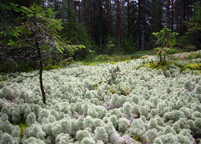 Финский лес