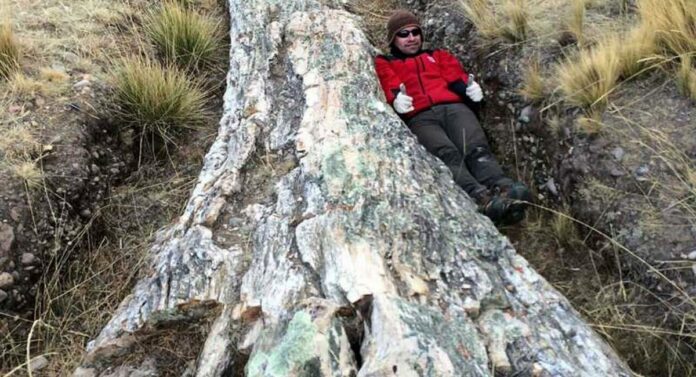 Скам'яніле дерево Перу
