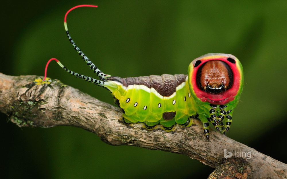 OPPO Puss moth caterpillar