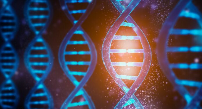 геном людини, модель ДНК