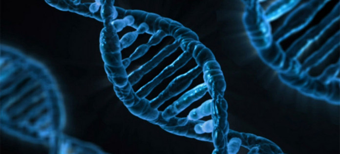 геном людини, модель ДНК
