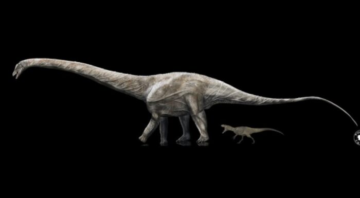 Суперзавр - найдовший динозавр