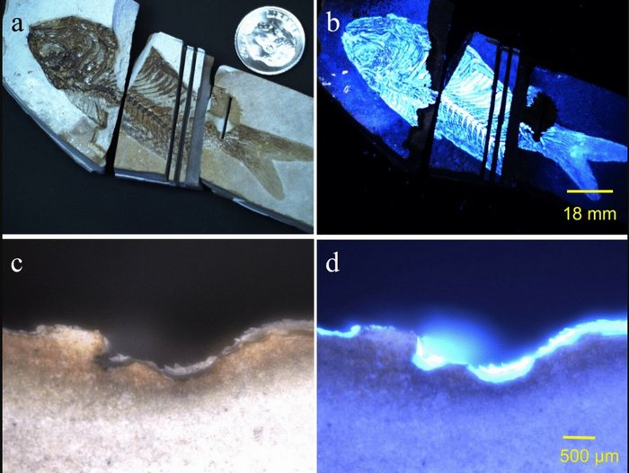 Compact Color Biofinder