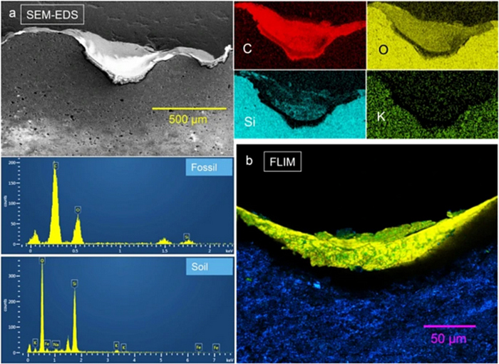 Compact Color Biofinder