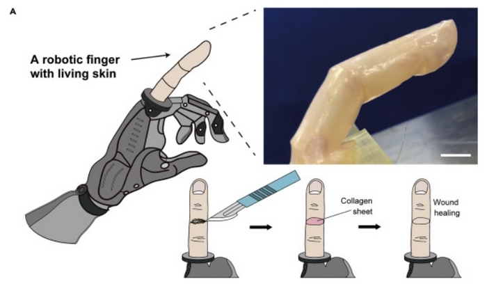 Δημιουργήθηκε ένα ζωντανό δέρμα για ένα ρομπότ που είναι ικανό να αυτοθεραπεύεται