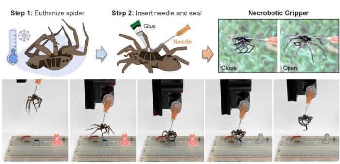 Інженери перетворили мертвих павуків на маніпулятори для роботів