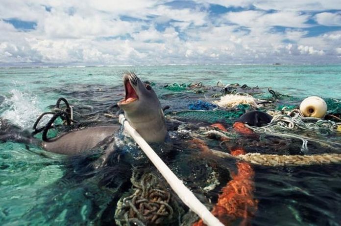 Вчені вимагають визнати Світовий океан живою істотою