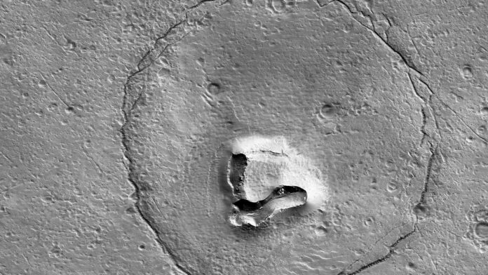 خرس در مریخ