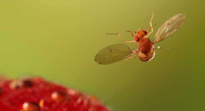 Forskere har laget det mest komplekse kartet over den "elektriske ledningen" til et insekts hjerne