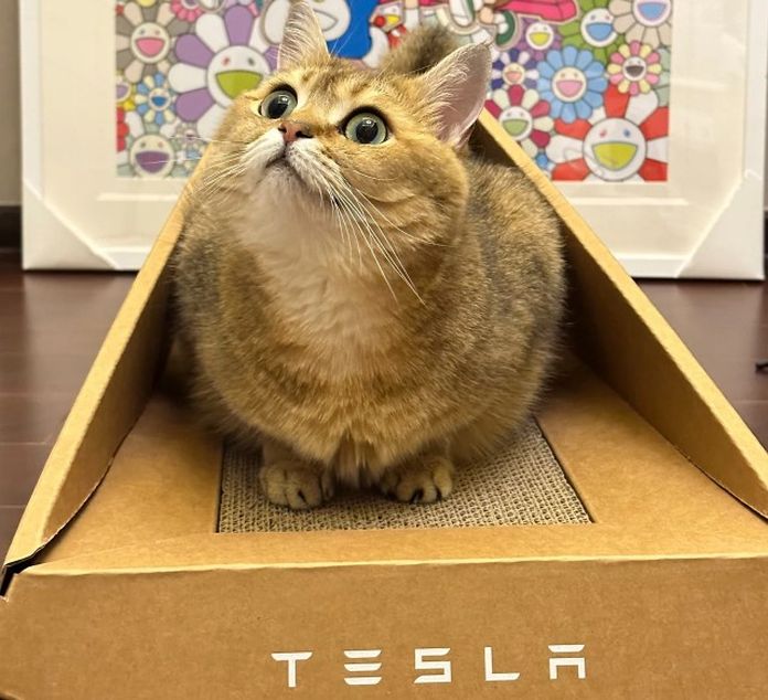 Tesla Cat Bed Tesla Cat Bed