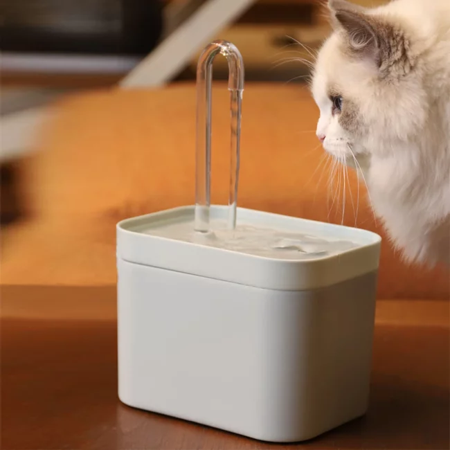 cat fountains