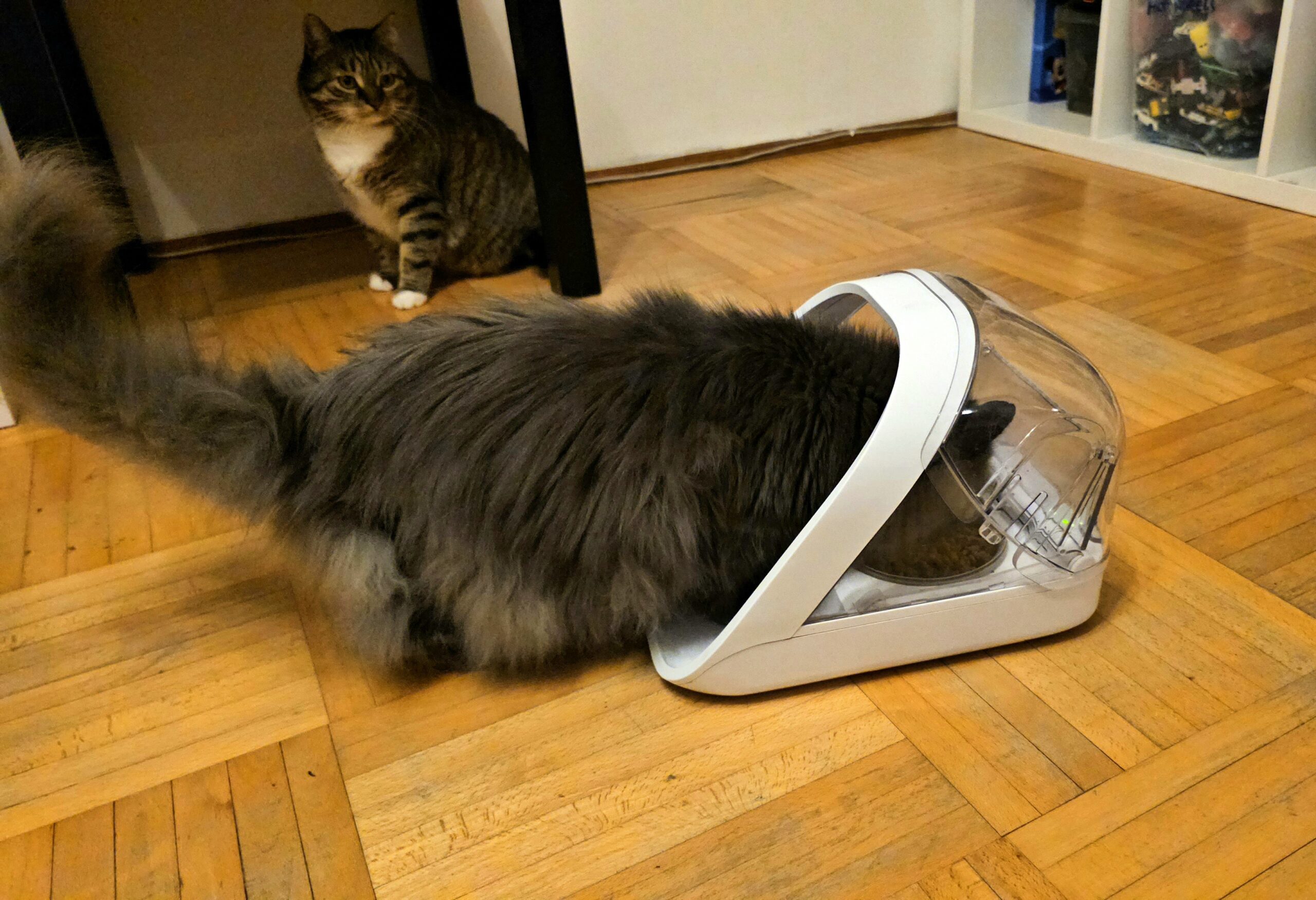 SureFeed Microchip Pet Feeder