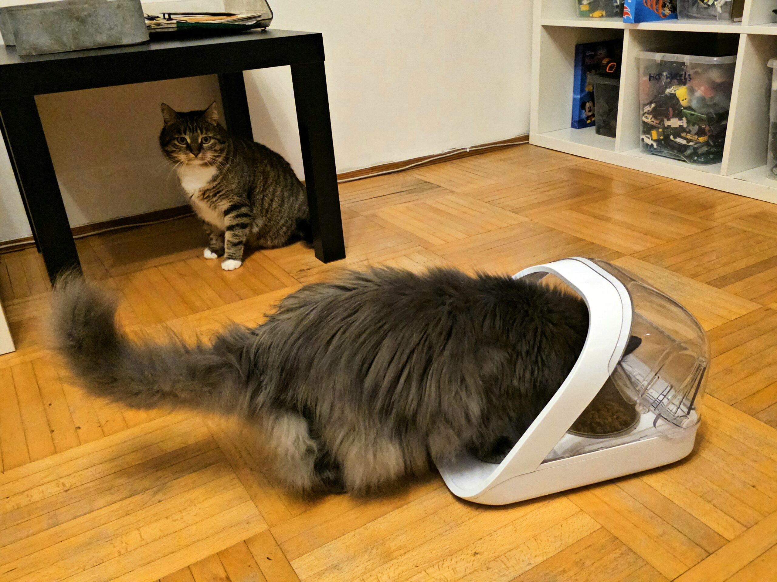 Microchip Pet Feeder Connect