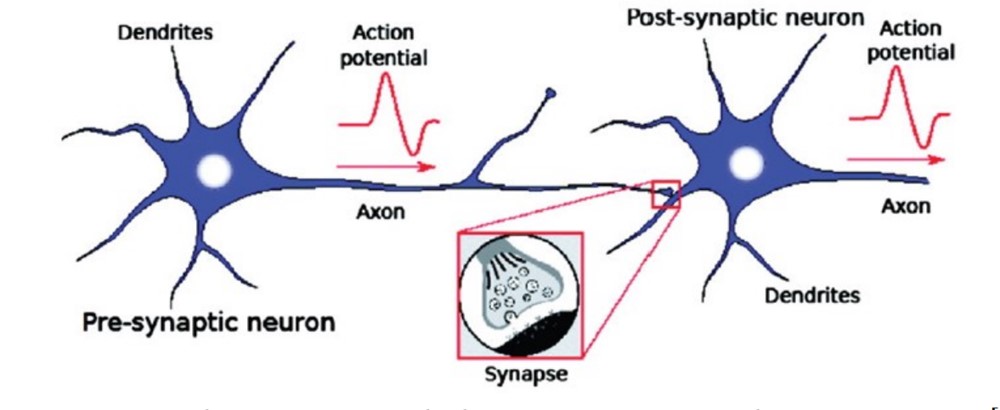 Human Brain Project