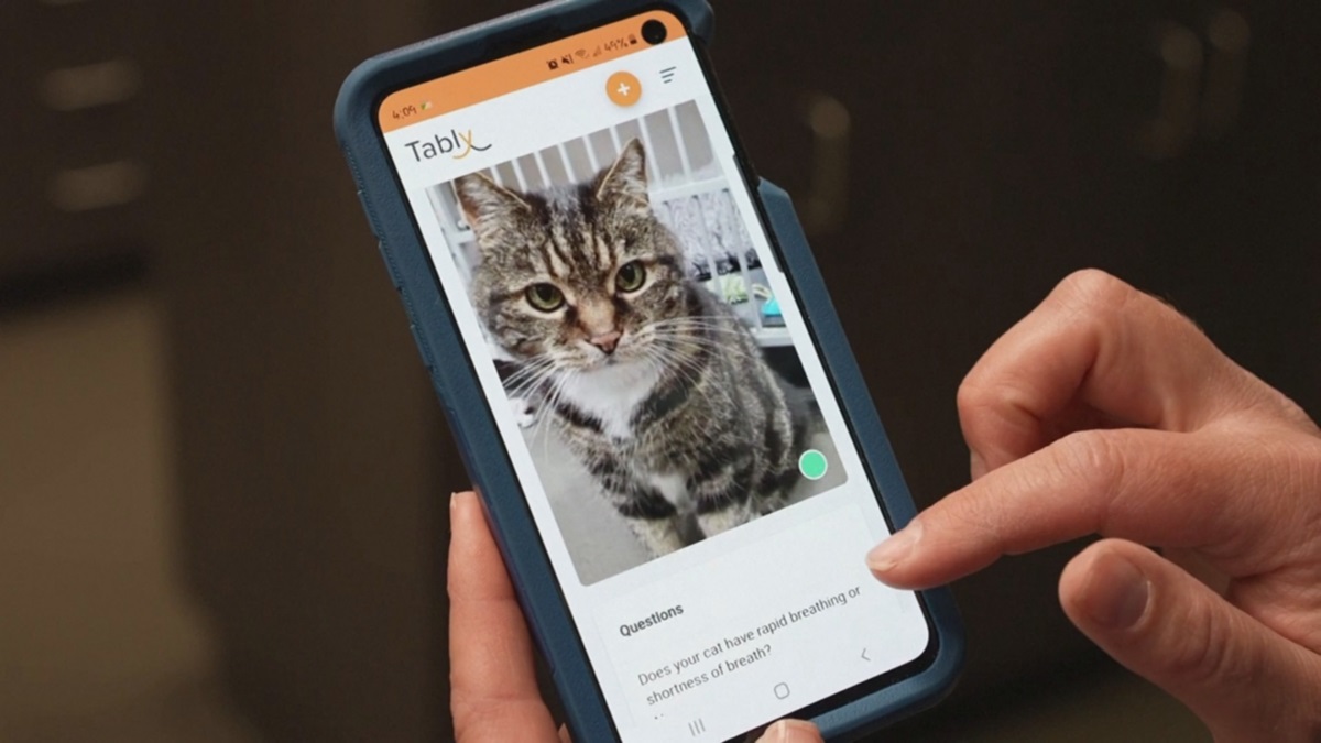 Apps for cats