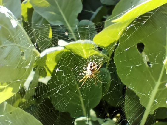 TECNO SPARK 20 Pro+ macro