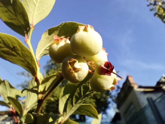 TECNO SPARK 20 Pro+ macro