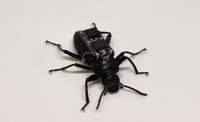 Cyborg beetles