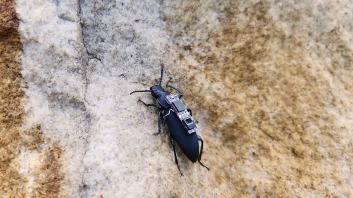Cyborg beetles