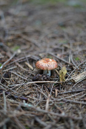 sample SONY A7C