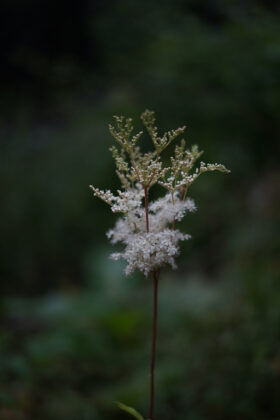 sample SONY A7C