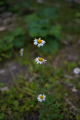 sample SONY A7C