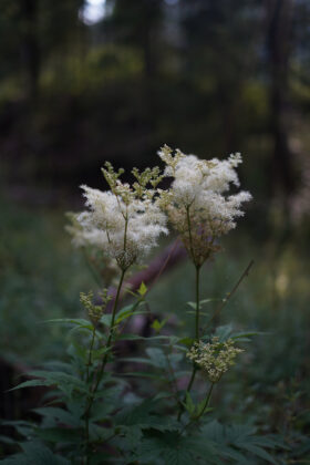 sample SONY A7C