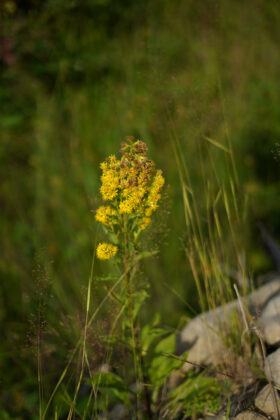 sample SONY A7C