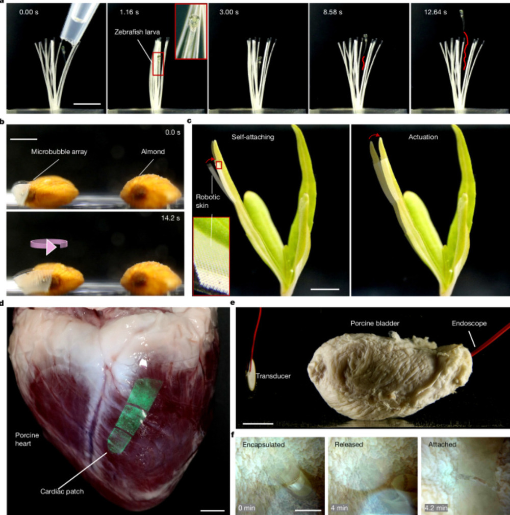 Artificial muscles Artificial muscles