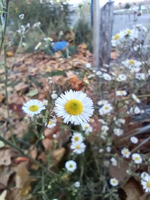 Cubot X100 Camera Test