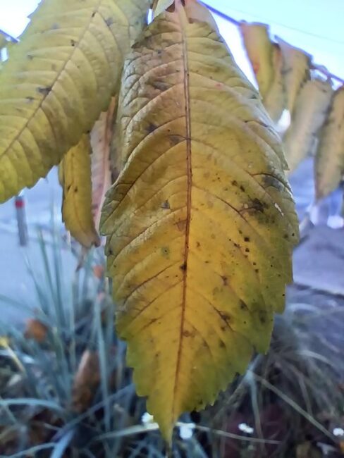 Cubot X100 Camera Test