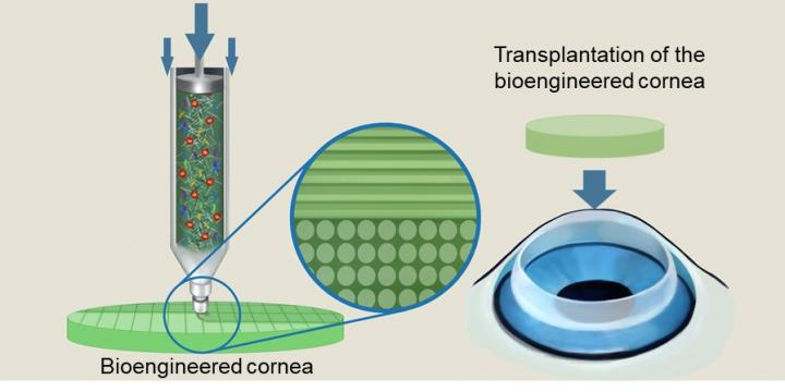 3D-надрукована рогівка вперше повністю повернула людині зір