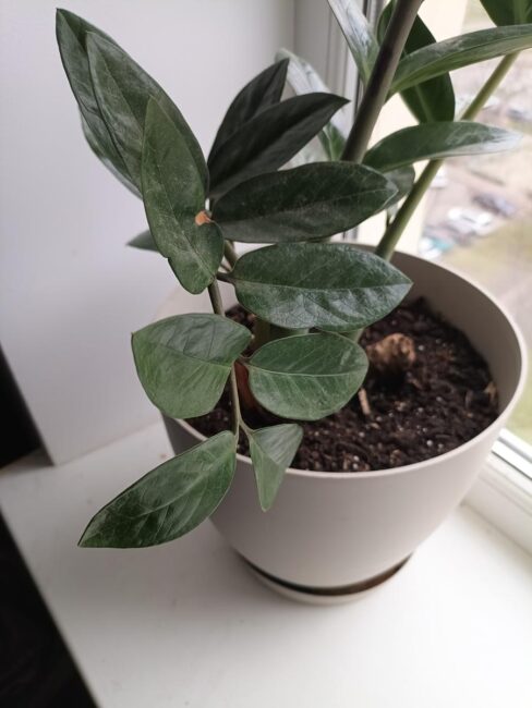 Blackview XPLORE 1 - Camera Test
