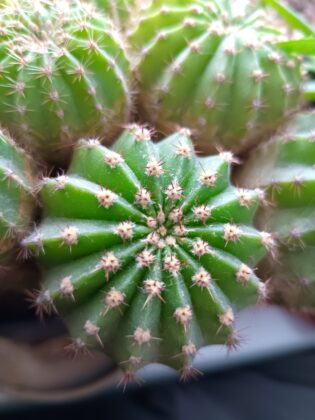Oukitel WP55 Pro macro photo