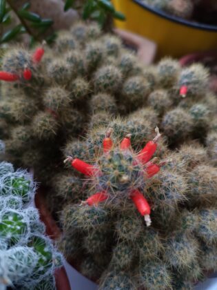 Oukitel WP55 Pro macro photo