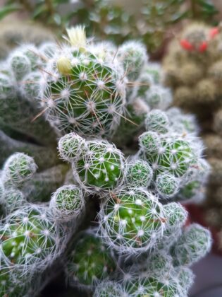 Oukitel WP55 Pro macro photo