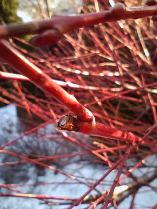 Oukitel WP55 Pro macro photo
