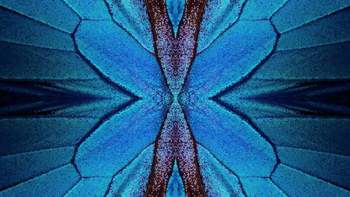 Butterfly-wing lattice Butterfly-wing lattice