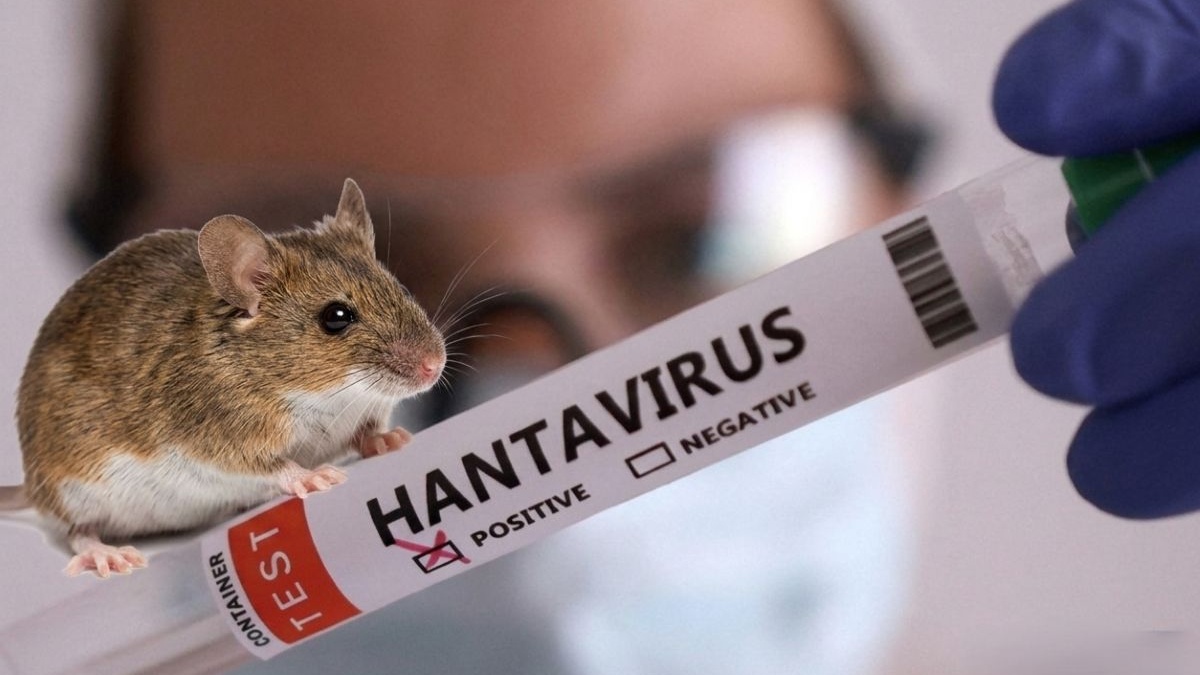 Hantavirus: Virus from a barn that killed people in the middle of the ocean