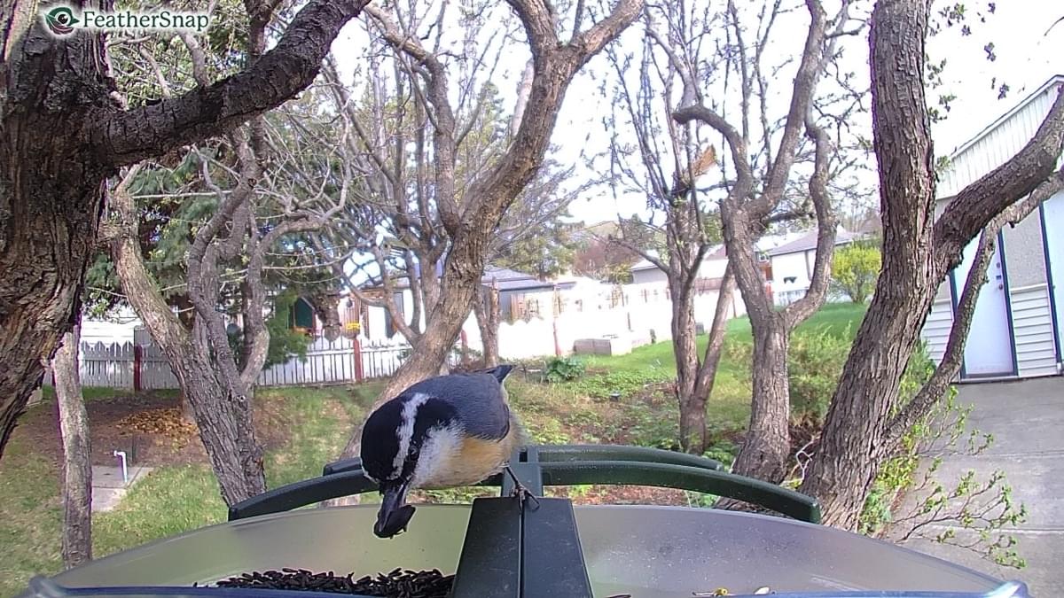 FeatherSnap