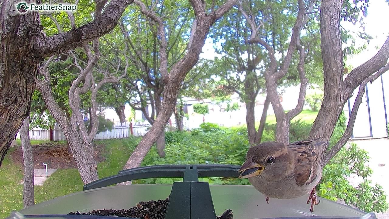 FeatherSnap