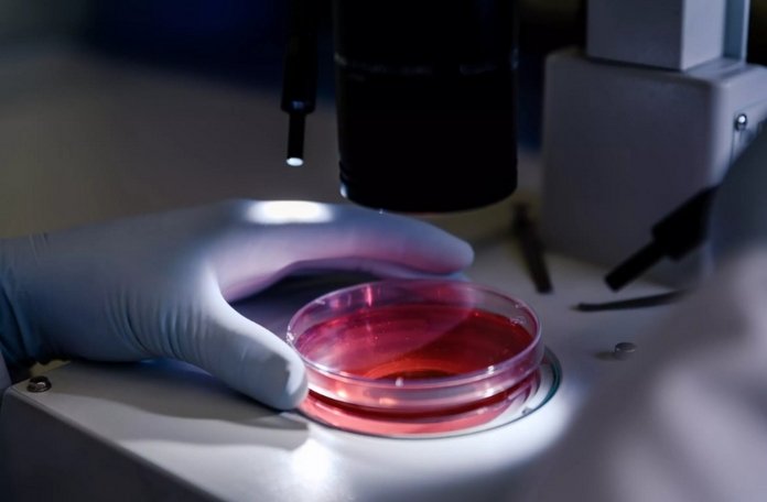 Living Tissue from a Test Tube: British Scientists Are Growing Human Replicas for Drug Testing