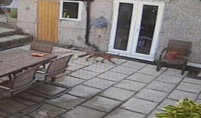 PAY-A-fox-was-filmed-coming-into-a-house
