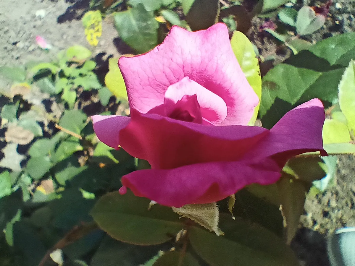 realme 8