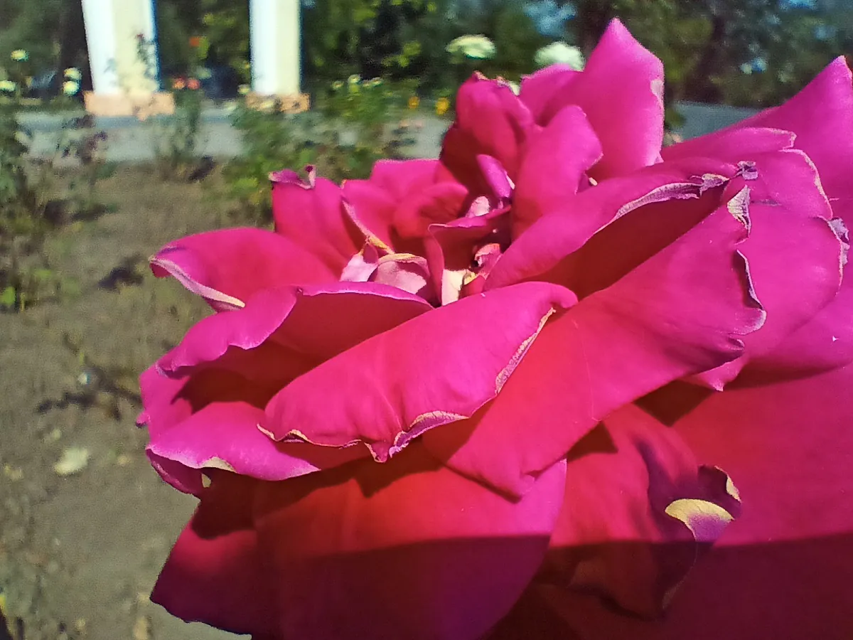 realme 8