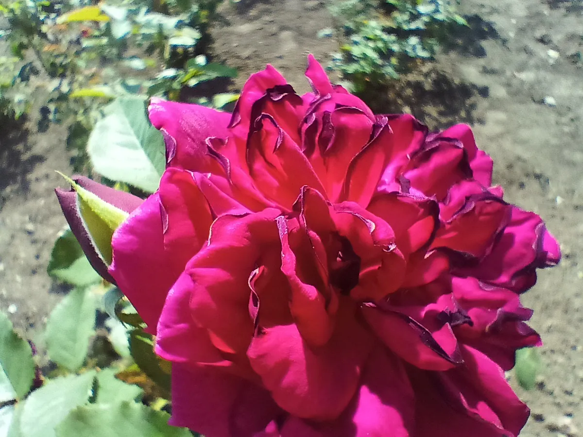 realme 8