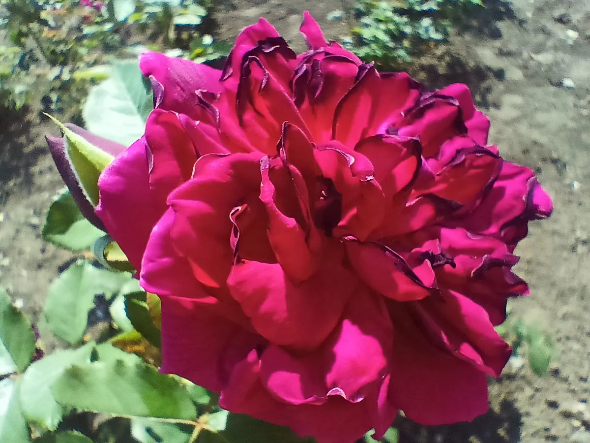 realme 8