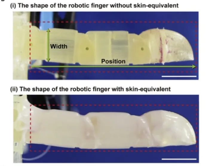 Et levende skinn for en robot som er i stand til selvhelbredende er laget